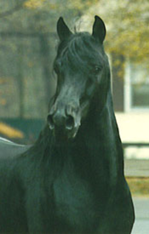 Beam’s Nighthawk Morgan stallion sire of award winning Morgan foals